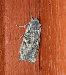 Lithophane pertorrida