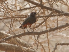 Lamprotornis pulcher