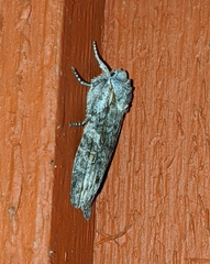 Lithophane pertorrida