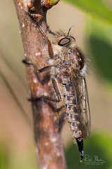 Erax barbatus