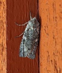 Lithophane pertorrida