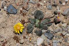 Trichocline cineraria