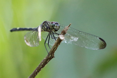 Dythemis nigra