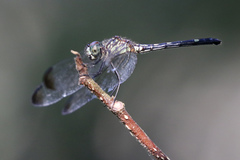 Dythemis nigra