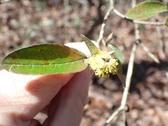Croton alabamensis