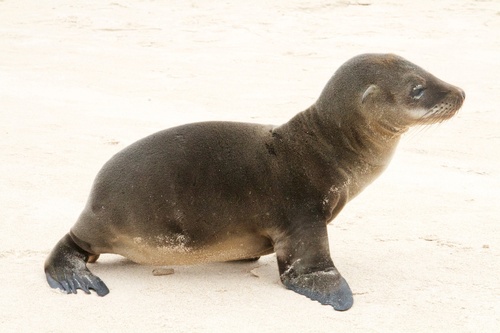 Galapagos Sea Lion