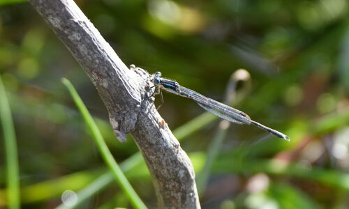 Blue Damselfly