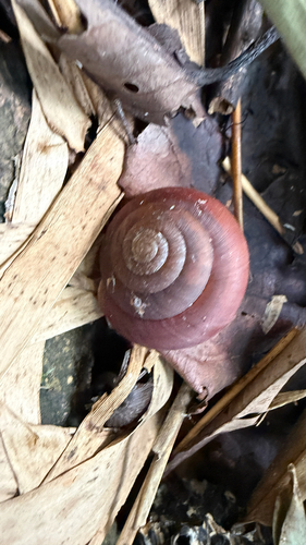 Blinking Snail