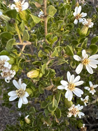 Mueller Daisy-bush