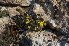 Draba cuspidata
