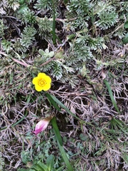 Potentilla candicans