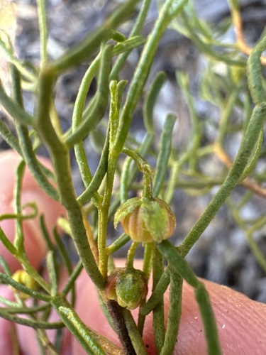 Desert Hop-Bush