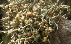 Niebla cephalota