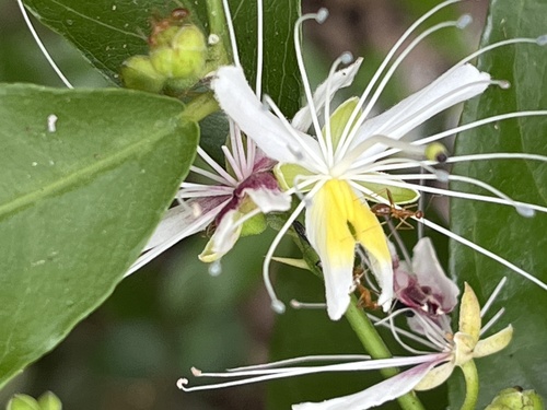 Capparis micracantha, photograph 4