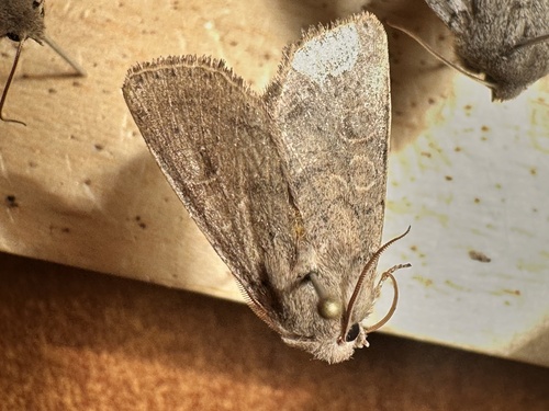 Common Quaker