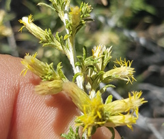 Brickellia scoparia