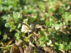 Veronica triphyllos