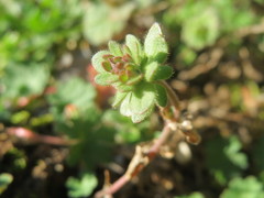 Veronica triphyllos