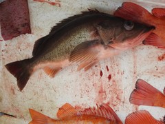 Sebastes brevispinis