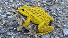 Bull Frog photo 3