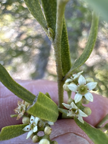 Oil Bush