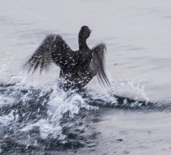 Somateria mollissima