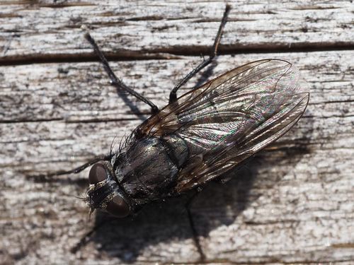 Vagabond Cluster Fly photo 3
