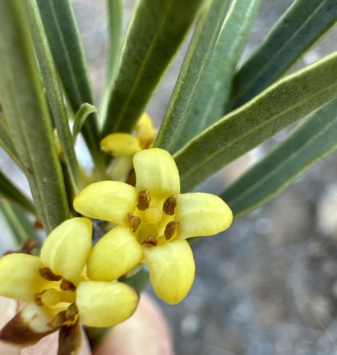 Native apricot