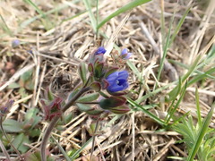 Veronica triphyllos