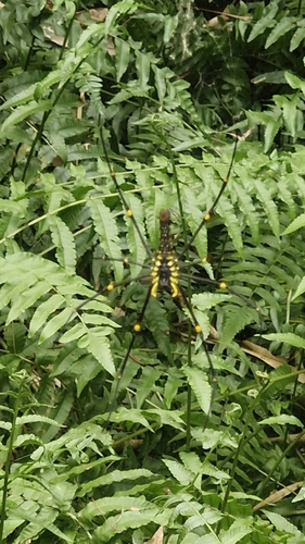 Giant Golden Orbweaver