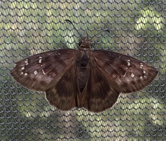 Ephyriades brunnea