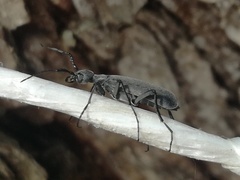 Epicauta curvicornis