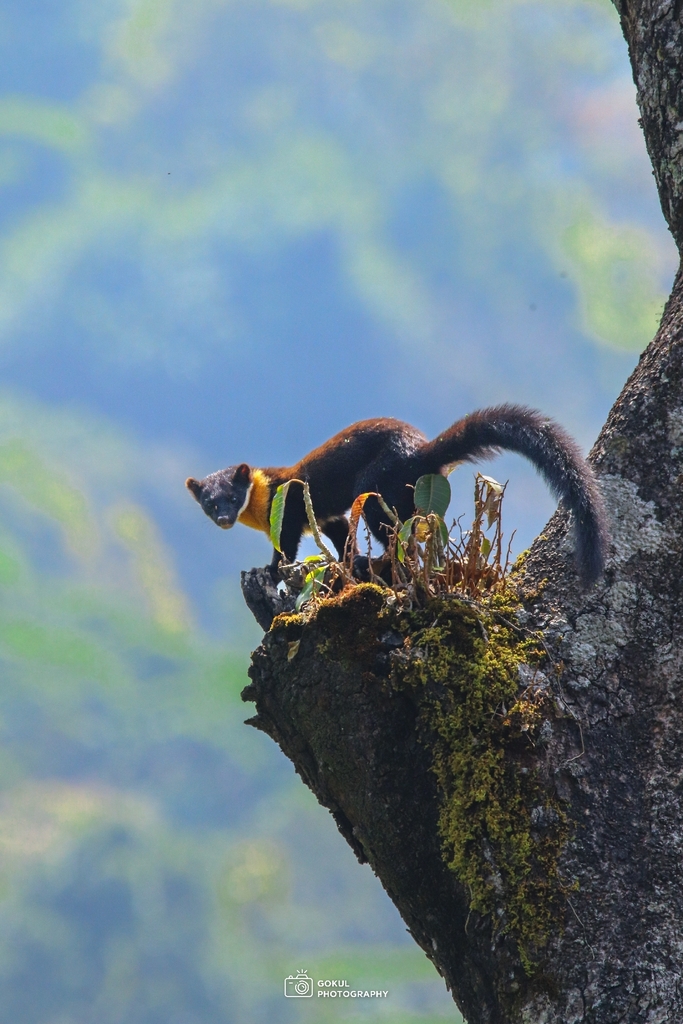Nilgiri Marten