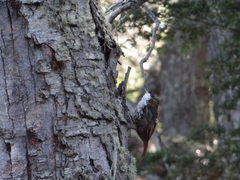 Pygarrhichas albogularis