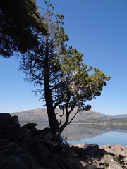Austrocedrus chilensis