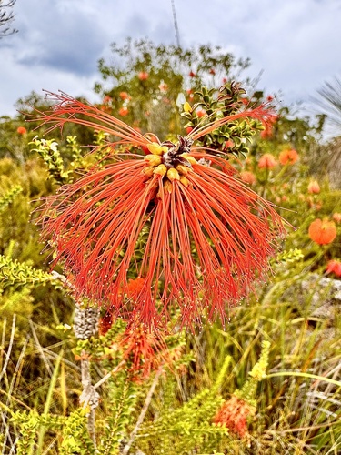 Melaleuca sparsa, photograph 3