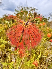 Melaleuca sparsa, photograph (c) pimelea, some rights reserved (CC BY)