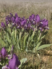 Iris scariosa, photograph (c) Ксения Волянская, some rights reserved (CC BY)