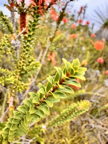 Melaleuca sparsa, photograph 4