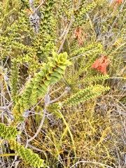 Melaleuca sparsa, photograph (c) pimelea, some rights reserved (CC BY)