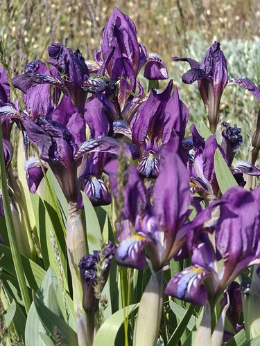 Iris scariosa, photograph 2