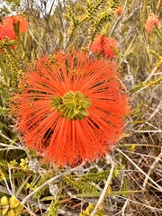 Melaleuca sparsa, photograph (c) pimelea, some rights reserved (CC BY)