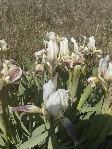 Iris scariosa, photograph 3