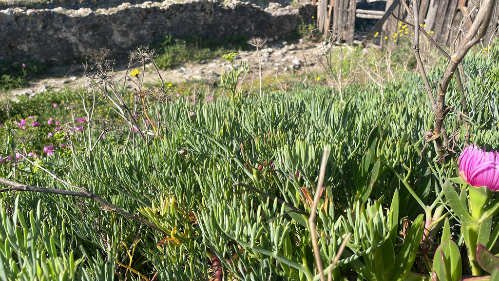 Rock samphire