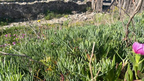 Meerfenchel