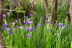 Iris giganticaerulea