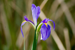 Iris giganticaerulea