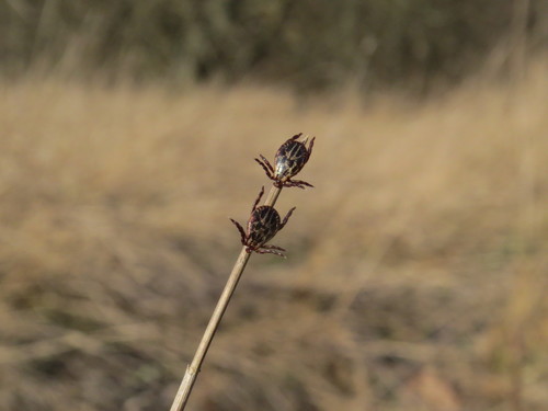 Ornate Cow Tick