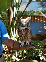 Bubo