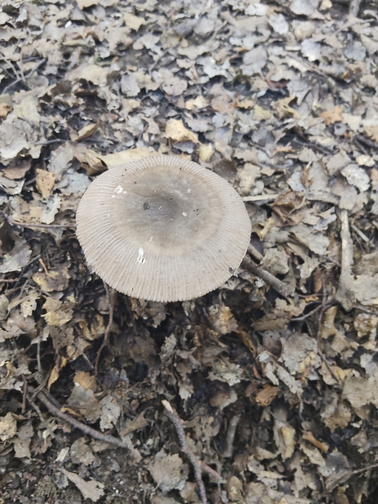 Amanita pekeoides · April 2026 · photo: © john_barkla (iNaturalist, cc0)